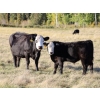 Image 5 : Pat Muehlen & Dave Johnson - 590# November Delivery Steer Calves - 100 Head (Vanderhoof, BC)