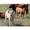 Image 3 : Justin & Kryston Tateson - 750# December Delivery Weaned Steers - 83 Head (Scandia, AB)