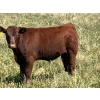 Image 5 : MacMillan Farming Co. - 630# September Delivery Steer Calves - 96 Head (Cayley, AB) VBP+