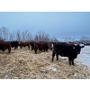 Image 6 : Chris Bartel - 1025# February Delivery Steers - 60 Head (Fort Vermilion, AB)