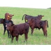 Image 2 : Knapp Farms - 550# October Delivery Steer Calves - 110 Head (Southey, SK)