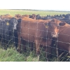 Image 16 : K6 Farms - 1000# Sept/Oct Delivery Grass Steers - 210 Head (Buck Lake, AB)
