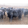 Image 6 : Cluny Colony - 770# October Delivery Weaned Steers - 60 Head (Cluny, AB)