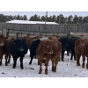 Image 3 : Star Over Bar Ranch Ltd. - 740# December Delivery Weaned Steers - 41 Head (Biggar, SK)