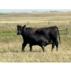 Image 11 : L & J Murray Ranches - 580# October Delivery Steer Calves - 90 Head (Picture Butte, AB)