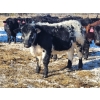 Image 12 : Loch Lomond Livestock Ltd. - 725# March Delivery Steers - 45 Head (Eyebrow, SK)