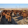 Image 6 : Cattlewood Farms Ltd. - 820# February Delivery Heifers - 76 Head (Vauxhall, AB)