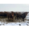 Image 6 : Elkwater Farming Co. - 1630# Cows - 520 Head (Elkwater, AB)