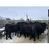 Image 2 : TS Stock Farm Ltd. - 30 Black Angus/Simmental X Replacement Heifers (Mullingar, SK)