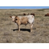 Image 16 : Johnston Ranches - 690# October Delivery Steer Calves - 80 Head (Cereal, AB)