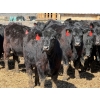Image 3 : 9X Enterprises - 25 Black Angus X Replacement Heifers (Millicent, AB)