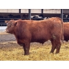 Image 4 : Brandt Boys Inc. - 1000# June Delivery Steers - 62 Head (Tolstoi, MB)