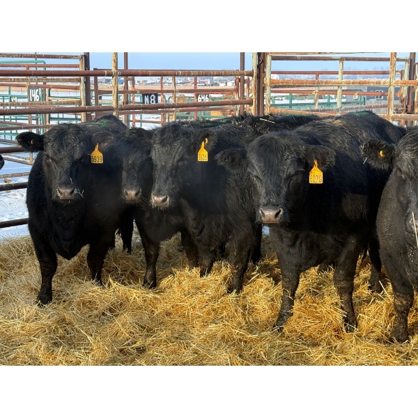 Armstrong Family Ranch - 12 Heifers (Pen 144)