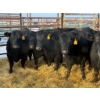 Image 1 : Armstrong Family Ranch - 12 Heifers (Pen 144)