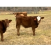 Image 15 : 130 Mile Ranch - 600# October Delivery Steer Calves - 90 Head (Lac La Hache, BC)
