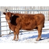 Image 2 : Right Cross Ranch - 1175# Open Cows - 23 Head (Kisbey, SK)