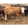 Image 5 : Brandt Boys Beef & Grain - 950# July Delivery Steers - 134 Head (Tolstoi, MB)