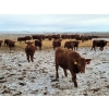 Image 5 : Raymond Land & Cattle - 760# March Weaned Steers - 180 Head (Hazenmore, SK)