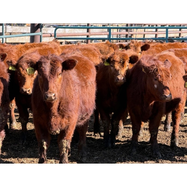 Scott & Gail Sapergia - 15 Red Simm X November Delivery Bred Heifers (Hays, AB)