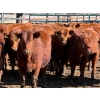 Image 1 : Scott & Gail Sapergia - 15 Red Simm X November Delivery Bred Heifers (Hays, AB)