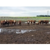 Image 5 : Ripple Rock Ranch - 725# August Delivery Heifers - 90 Head (Fincastle, AB)