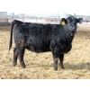 Image 8 : A&A Farms - 20 Black Replacement Heifers (Coaldale, AB)