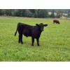 Image 5 : Brady Ranches - 740# October Delivery Steer Calves - 15 Head (Heffley Creek, BC)