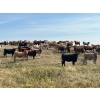 Image 3 : Crisp Ranches - 900# October Delivery Grass Heifers - 136 Head (Monitor, AB)
