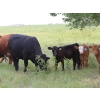 Image 2 : South Valley Farms - 850# February Delivery Weaned Steers - 70 Head (Rapid City, MB)