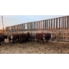 Image 1 : McComish Ranch - 10 RBF Sim X Bred 4 yr old Cows April/May Calving  (Stettler, AB)