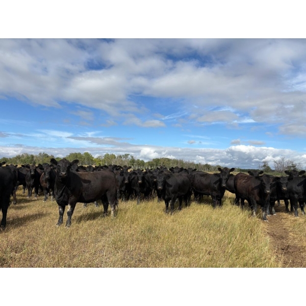 Johnson Livestock - 54 Black Angus Bred Heifers (Peebles, SK)