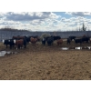 Image 2 : Moore Ranching - 800# May Delivery Heifers - 101 Head (Loon Lake, SK)