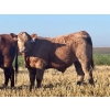 Image 13 : Darcy, Colton & Blake Reinhardt - 700# October Delivery Steer Calves - 88 Head (Nightingale, AB)