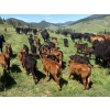Image 4 : Devick’s Ranch - 585# October Delivery Steer Calves - 310 Head (Kamloops, BC)