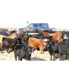 Image 2 : Martee Farm & Ranch - 780# January Delivery Steers - 150 Head (Midale, SK) VBP+
