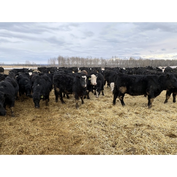 Cunningham Cattle Co. - 875# February Delivery Heifers - 180 Head (Sundre, AB)