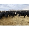 Image 1 : Cunningham Cattle Co. - 875# February Delivery Heifers - 180 Head (Sundre, AB)