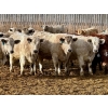 Image 2 : Stahlville Colony - 960# January Delivery Heifers - 81 Head (Rockyford, AB)
