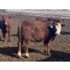 Image 7 : Hawk Ranching - 930# March Delivery Steers - 67 Head (Parkland, AB)