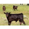 Image 5 : Richard Beekman - 575# November Delivery Steer Calves - 30 Head (Strathmore, AB)