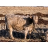 Image 10 : Copperfield Farming - 710# February Delivery Steers - 90 Head (Vauxhall, AB)