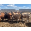 Image 3 : Aart Beekman - 930# May Delivery Heifers - 200 Head (Coaldale, AB)