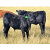 Image 6 : JR Cattle Company Ltd. - 550# October Delivery Steer Calves - 30 Head (Fort Macleod, AB)