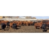 Image 5 : South Island Farms - 950# March Delivery Steers - 100 Head (Bow Island, AB)