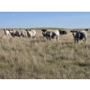 Image 4 : Wyatt & Meg Isaacson - 940# Sept/Oct Delivery Grass Steers - 64 Head (Killdeer, SK)