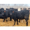 Image 7 : Belle Creek Stock Farms - 765# March Delivery Heifers - 160 Head (Belleview, MB)