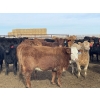 Image 4 : Aart Beekman - 985# November Delivery Heifers - 200 Head (Readymade, AB)