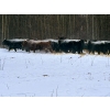 Image 5 : The Grind Stone Ranch - 42 Angus X Bred Cows/Heifers (Charlie Lake, BC)