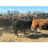 Image 10 : Chipping Hill Cattle Co. - 1000# June Delivery Steers - 60 Head (MacGregor, MB)