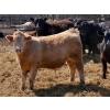 Image 7 : Rob Mossey - 920# May Delivery Steers - 60 Head (Vauxhall, AB)